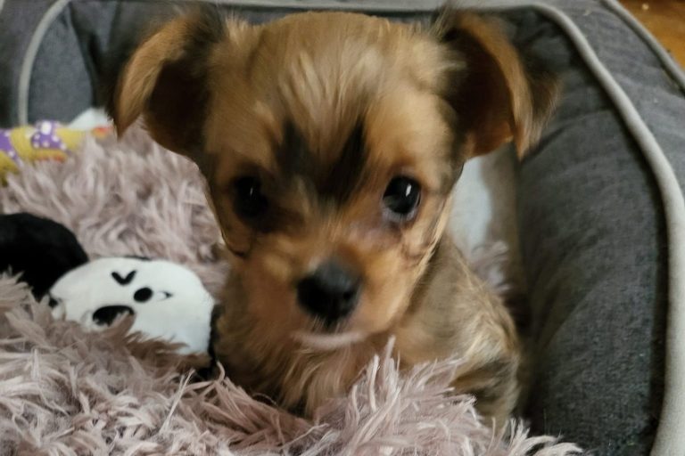 fluffy white yorkie puppy